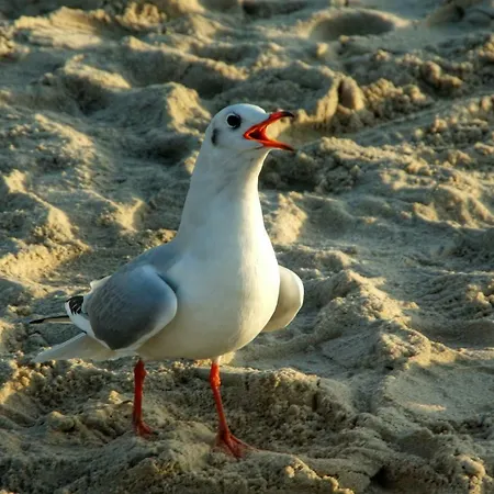 Odin, Sonnenseite 公寓 Sellin (Rugen)